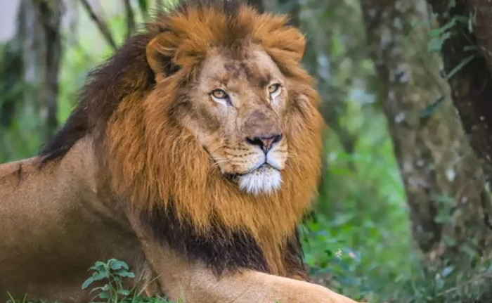Guia Nomade Zoológico Curitiba 1