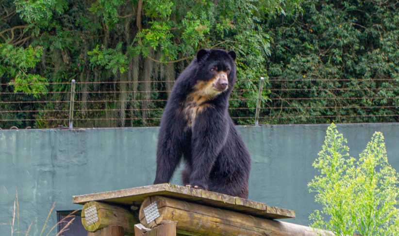 Guia Nomade Zoológico Curitiba 4