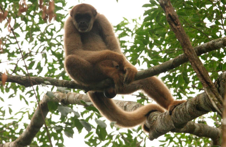 Guia Nomade Zoológico Curitiba 7