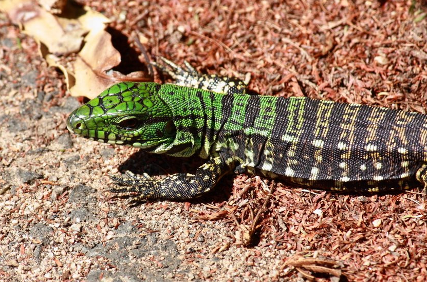 Guia Nomade Zoológico Curitiba 8