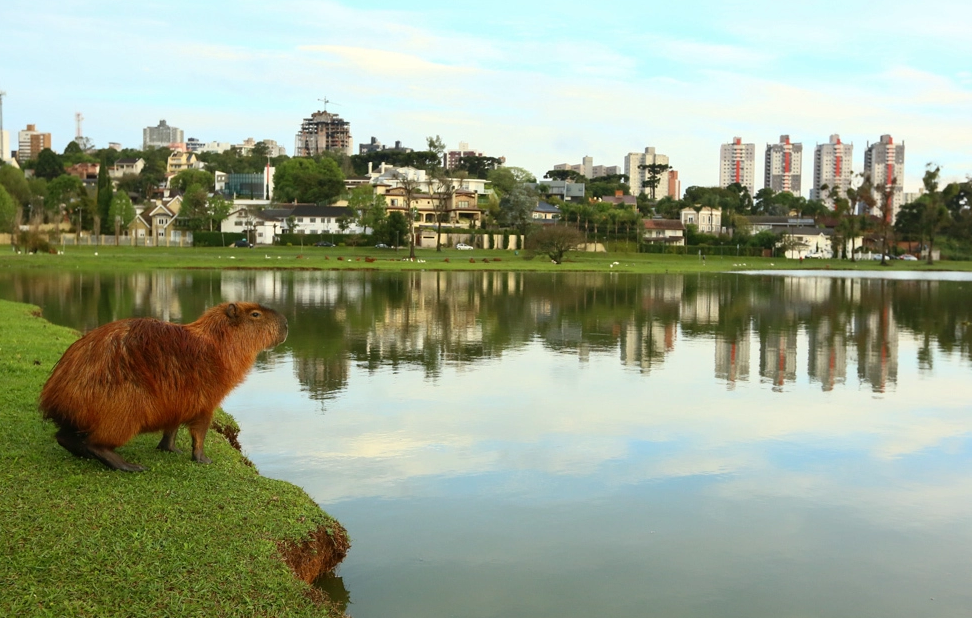 Guia nomade parque barigui 6